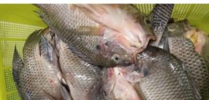 TILAPIA FANNY