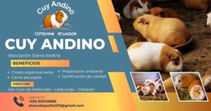 Cuy Andino